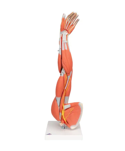 3B Arm Med Muskler 6 deler - 3/4 Life Size 