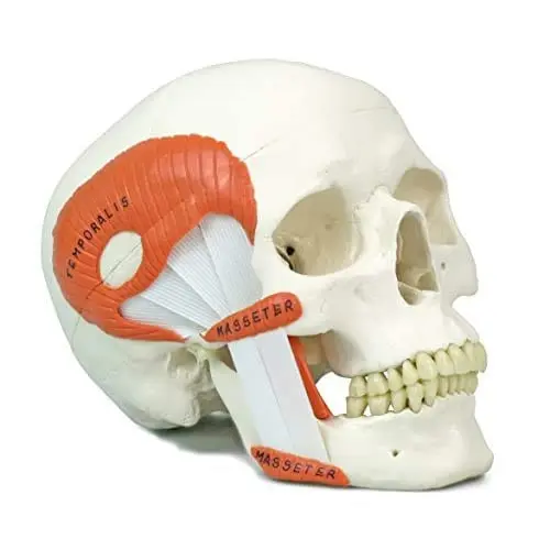 3B TMJ Hodeskalle m. tyggemuskler 2 deler 