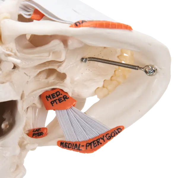 3B TMJ Hodeskalle m. tyggemuskler 2 deler 