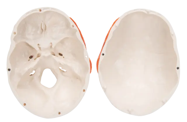 3B TMJ Hodeskalle m. tyggemuskler 2 deler 