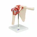 3B Deluxe Functional Shoulder Joint Physiological Movable