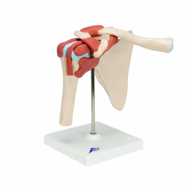 3B Deluxe Functional Shoulder Joint Physiological Movable 