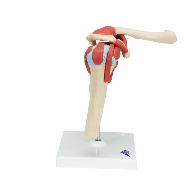 3B Deluxe Functional Shoulder Joint Physiological Movable 