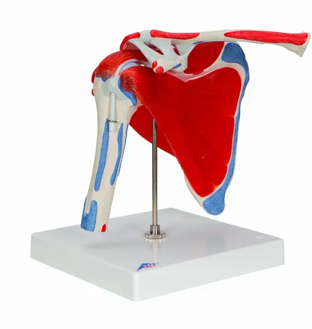 3B Shoulder Joint With Rotator Cuff 5 part