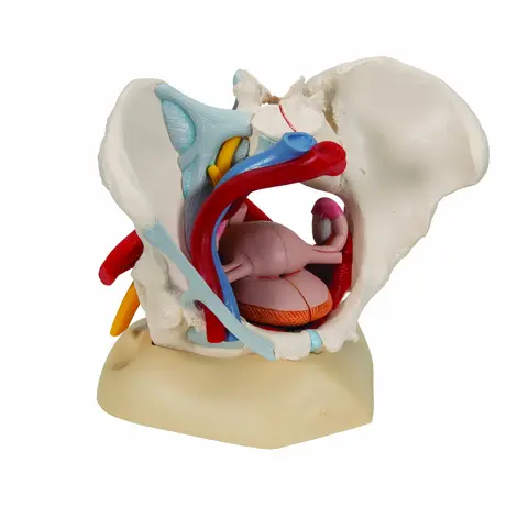 3B Human Female Pelvis