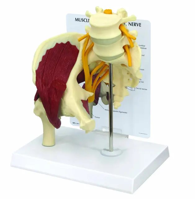 Hofte m/ Isjasnerve og Muskler Life-Size Modell 