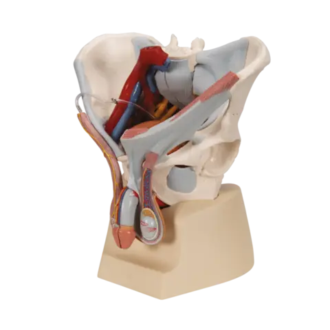 3B Mannlig Bekken Syv deler