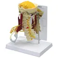 3B Deluxe Cervical Columna Med Muskler
