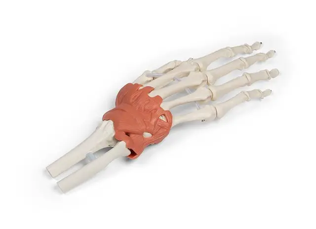 Hånd m/ Ligamenter Håndledd 