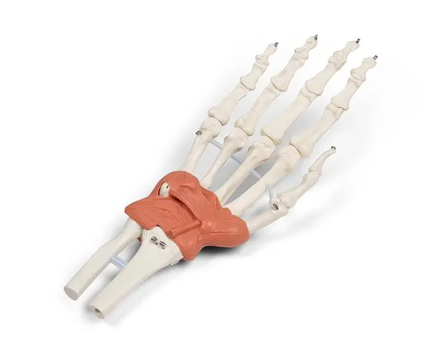 Hånd m/ Ligamenter Håndledd 