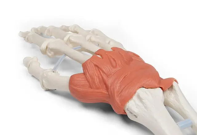Hånd m/ Ligamenter Håndledd 