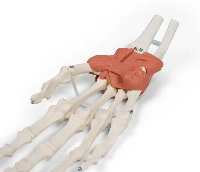 Hånd m/ Ligamenter Håndledd 