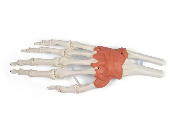 Hånd m/ Ligamenter Håndledd 