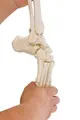 Fodskelet M/ Tibia Og Fibula Fleksibel
