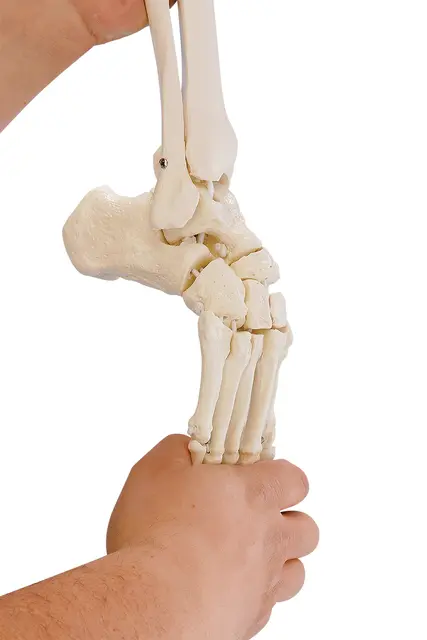 Fodskelet m/ Tibia og Fibula Fleksibel 
