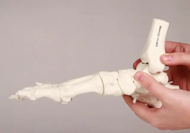 Fodskelet m/ Tibia og Fibula Fleksibel 