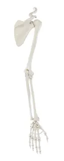Skelet 6016 arm m/skulder og kraveben