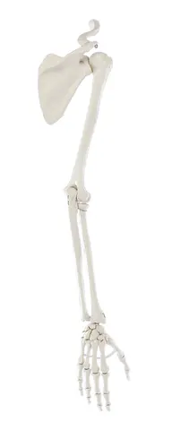 Skelet 6016 arm m/skulder og kraveben