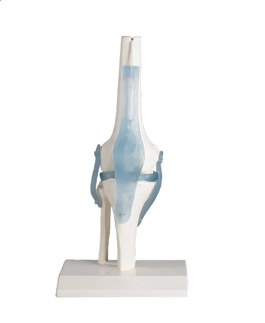 Kne m/ ligament & Stativ. Modell 4552 