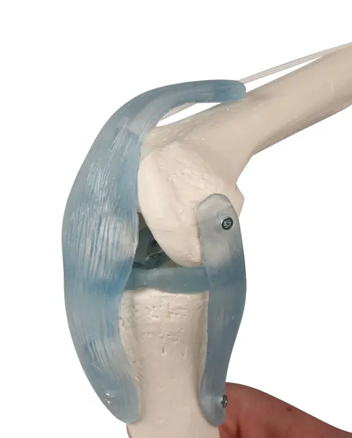 Kne m/ ligament & Stativ. Modell 4552 