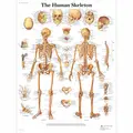 Plakat Menneskets Skelet 50 x 67 cm Laminert