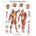 Plakat Menneskets Muskler 50 x 67 cm Laminert