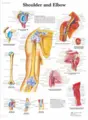 Plakat Shoulder And Elbow 50 x 67 cm Laminert