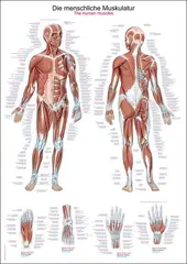 Plakat Human Musculature 50 x 70 cm Papir AL 500