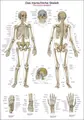 Plakat Human Skeleton