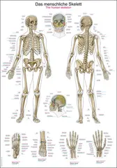 Plakat Human skeleton AL502