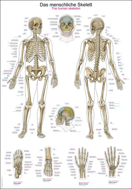 Plakat Human skeleton AL502 