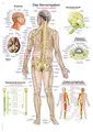 Plakat Nervous System