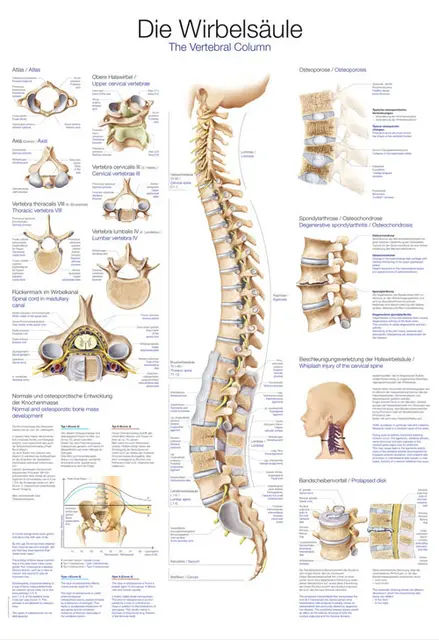 Plakat The Vertebral Column AL507 