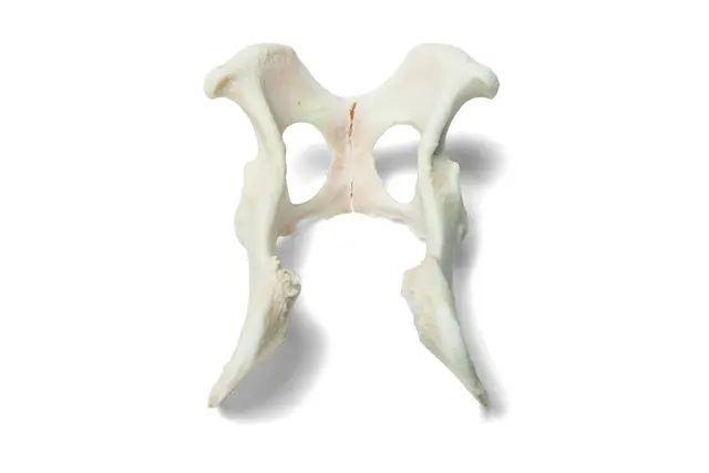 3B Hesteskelet 