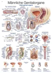 Plakat Mannlig Kj&#248;nnsorgan 70 x100 cm
