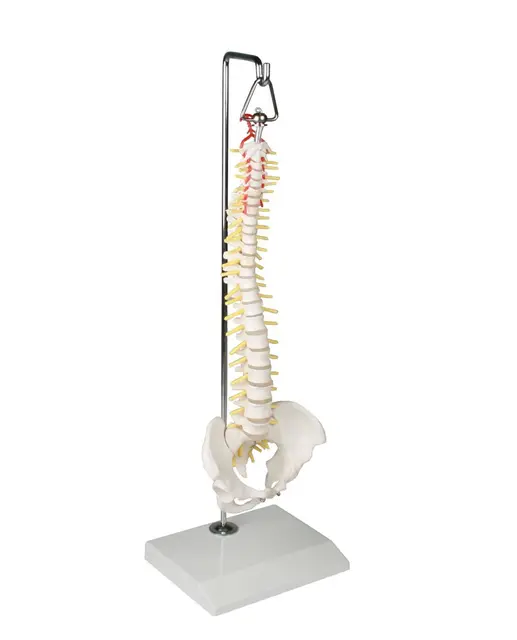 Mini Rygsøjle 38cm 4002 Hængende på stand 