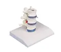 Animation Prolaps Simulator Model 4047