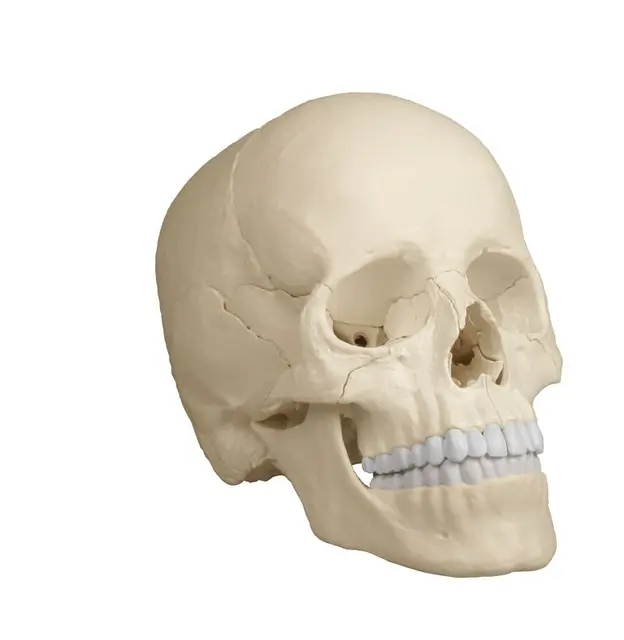 Osteopathic kranie 22 Dele I naturlig farge 