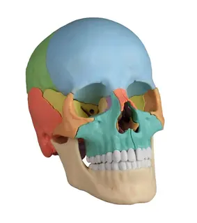 Osteopatisk Kranie 22 Deler Didactical Versjon
