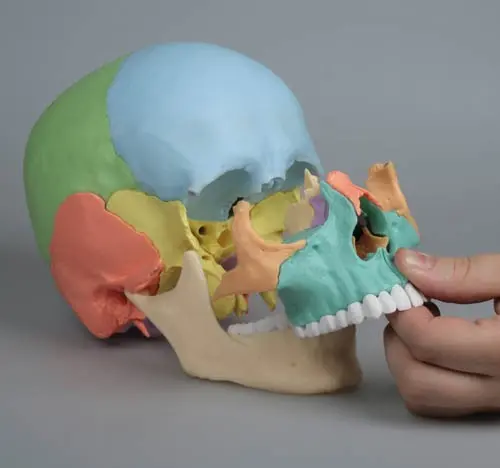 Osteopatisk Kranie 22 Deler Didactical Versjon 