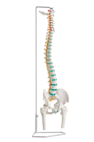Rygs&#248;jle Fleksible Hofteled A251
