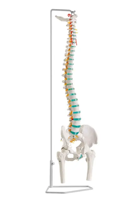 Rygsøjle Fleksible Hofteled A251 
