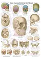 Plakat The Human Skull