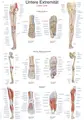 Plakat Lower Limb