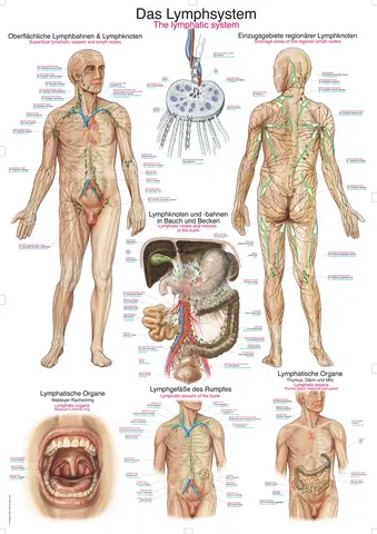 Plakat The lymphatic system
