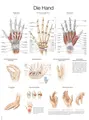 Plakat Hand And Wrist