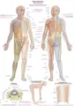 Plakat Dermatomes