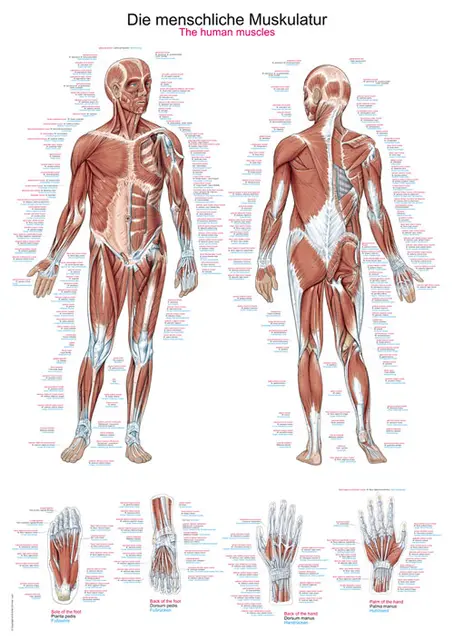 Plakat Human musculature AL100 