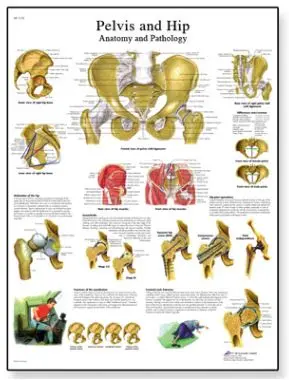 Plakat Bekken og Hofte 50x67 cm Laminert